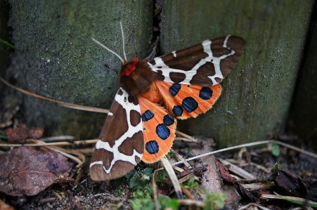 Nature cynthia subgenus insect moths and butterflies Photo