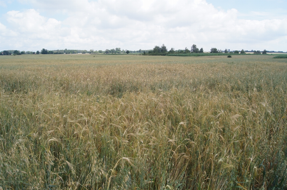 Nature field grassland prairie