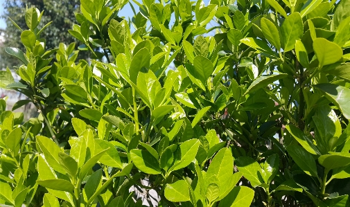 Blatt baum grün natur Foto