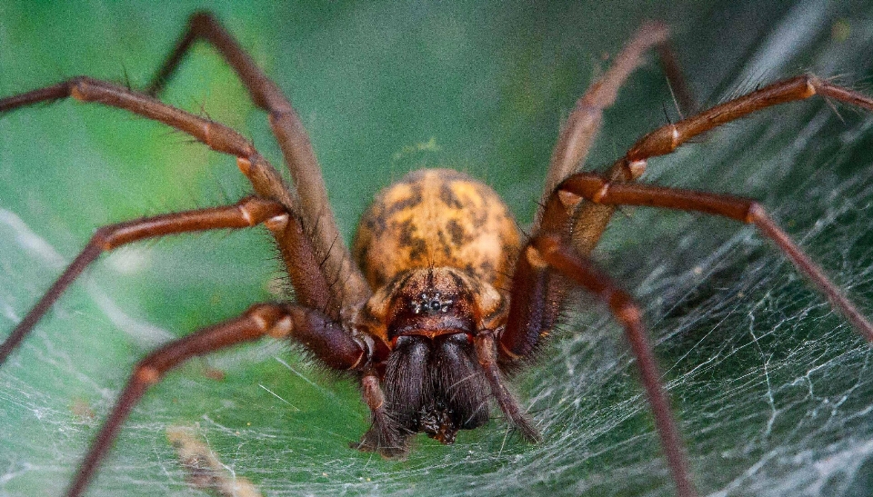 Spinne französisch unbeweglichkeit
 schrecken