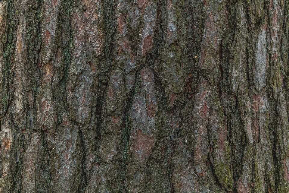 Albero noce americano dalla corteccia di conchiglia
 tronco pianta legnosa
