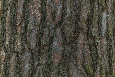 Baum muschelrinden-hickory
 stamm holzige pflanze
 Foto