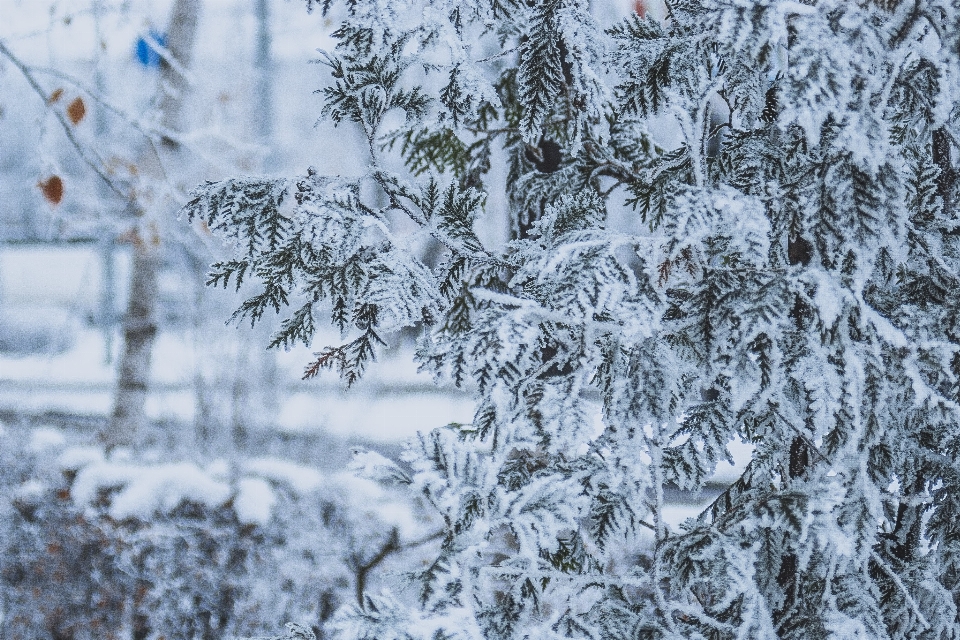 Nieve blanco escarcha invierno