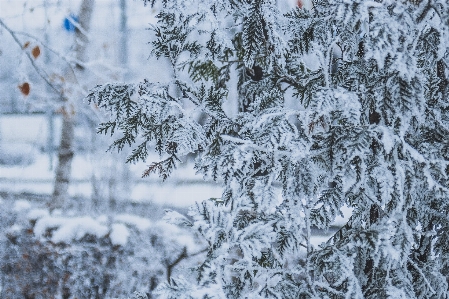 雪 白 霜 冬 写真