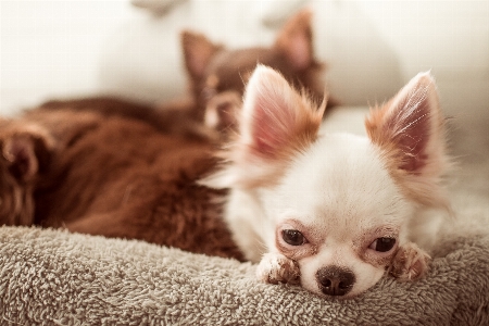 Foto Anjing anak mamalia bertulang belakang
