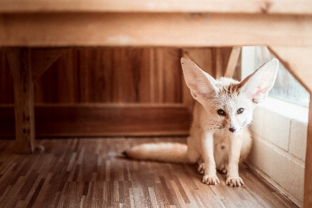 Fox animal animals cat Photo