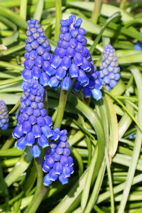 Muscari
 plantar flor florescer