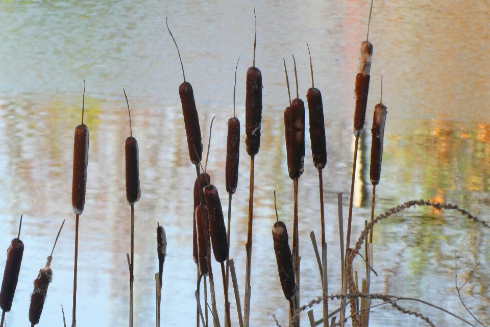 Reed cigar cattail typha