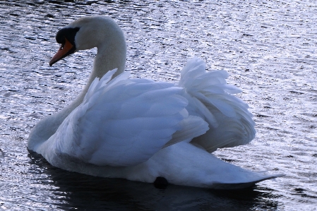 Swan white feathers ditch Photo