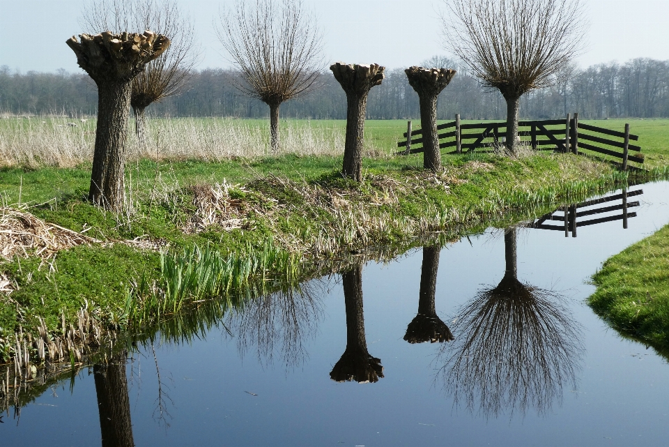 Salgueiros
 polder
 poda pasto
