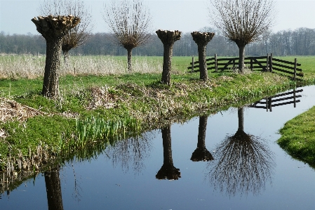 Weiden
 polder
 beschneidung weide
 Foto