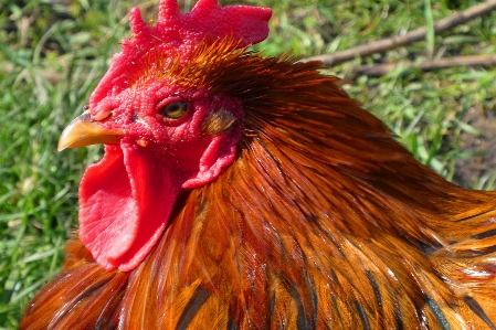 動物 鶏 鳥 脊椎動物
 写真