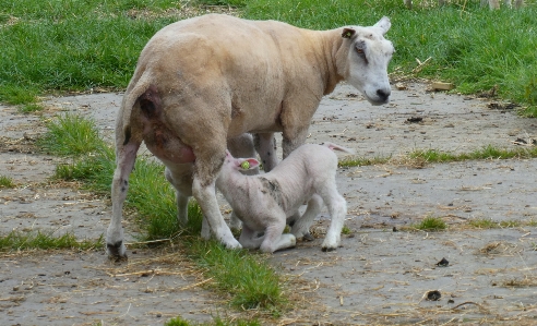 Lambs sheep spring mammals Photo