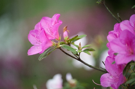 Foto Bunga tanaman berbunga
 daun rhododendron pasifik
