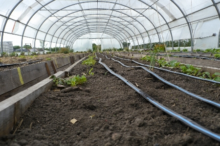 Nature greenhouse transport plant Photo