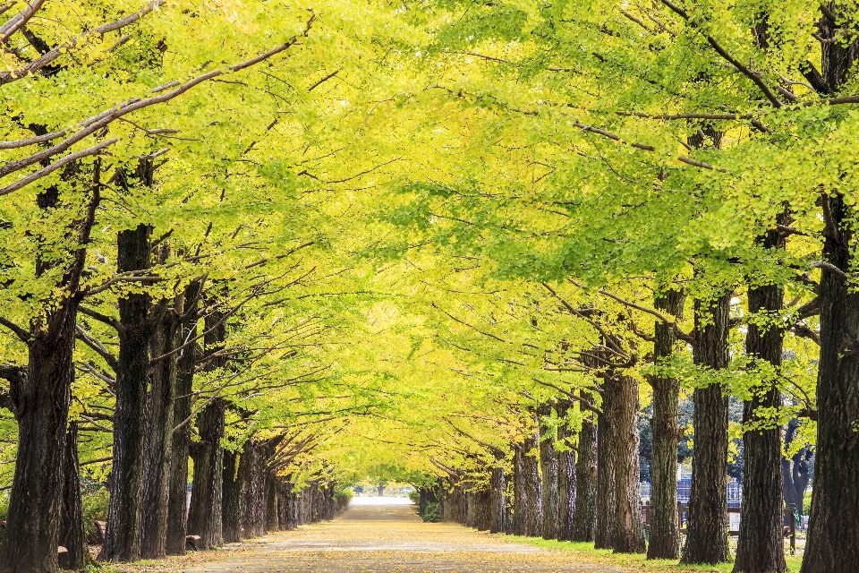 Autumn tree people in nature natural landscape