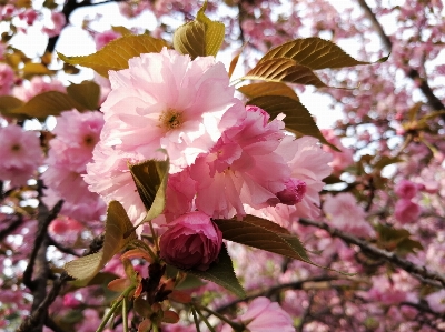 Foto Cereja florescer flor rosa