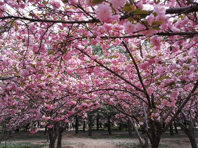 Cherry blossom flower pink Photo