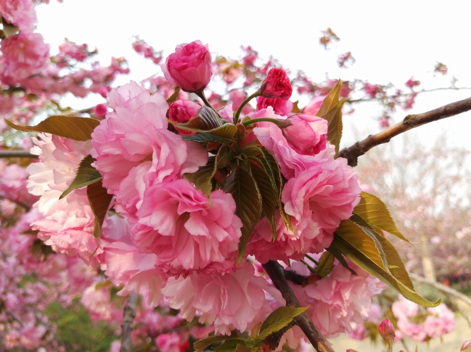 Kirsche blüte blume rosa