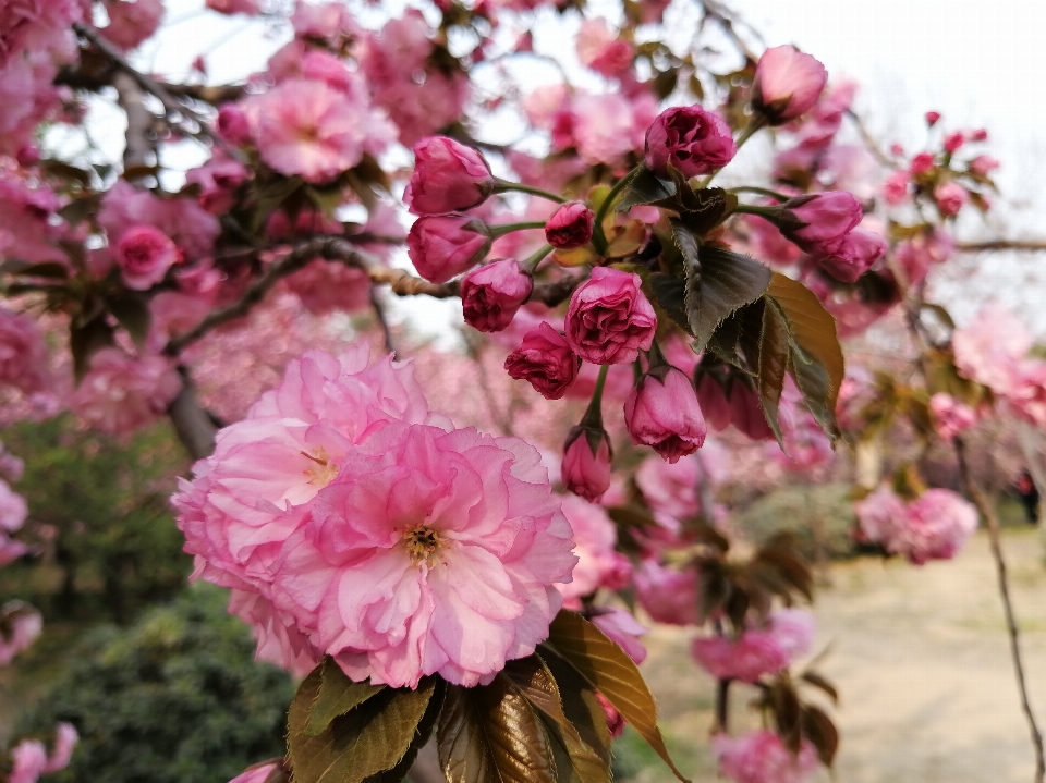 Kirsche blüte blume rosa