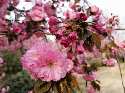 Foto Cereja florescer flor rosa