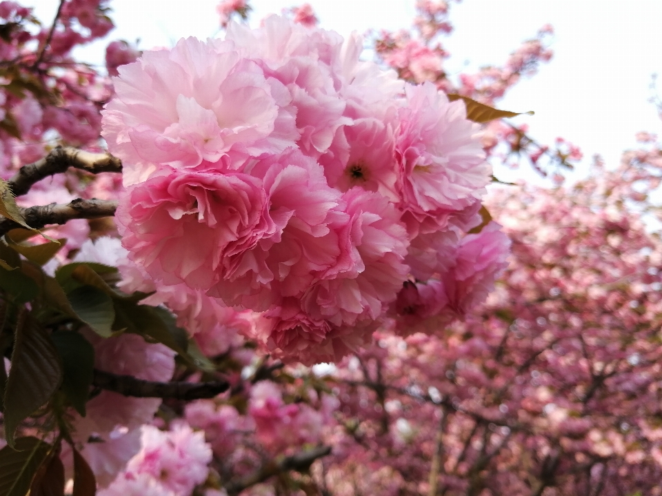 Cereja florescer flor rosa