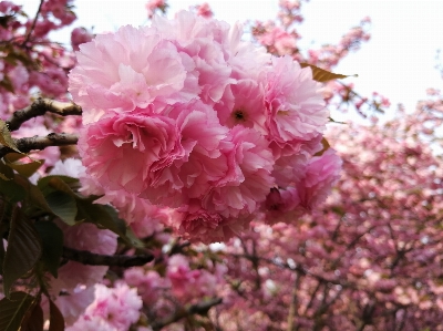 Cherry blossom flower pink Photo