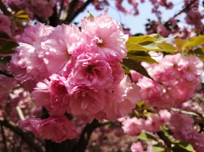 Foto Cereja florescer flor rosa