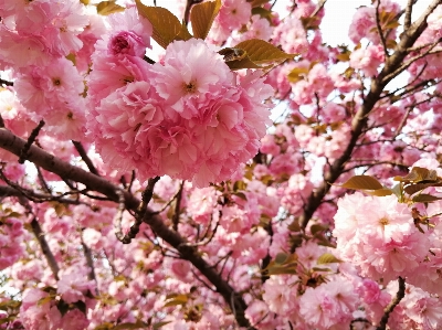 Cherry blossom flower pink Photo