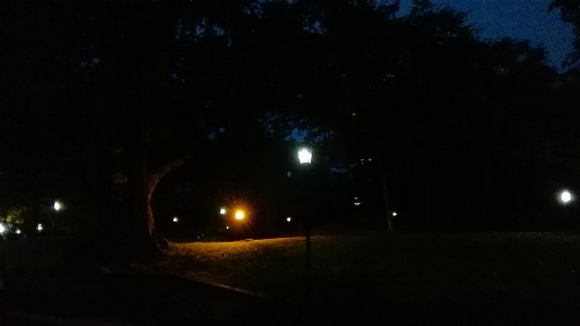 Trees lights streetlamp golden Photo