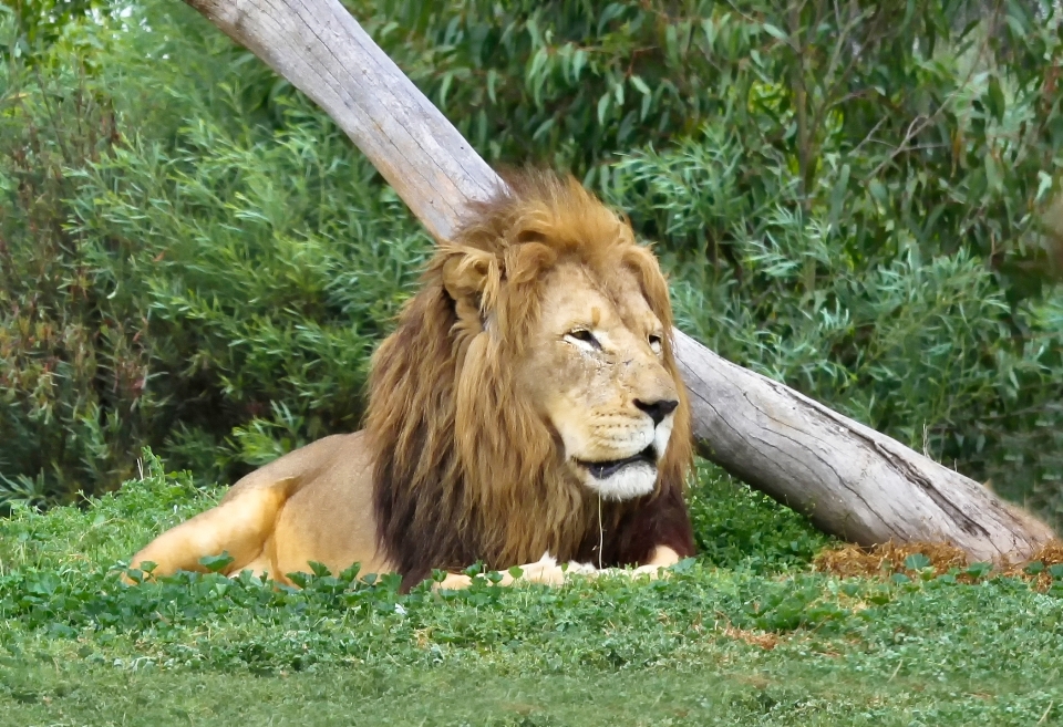 León arte fauna silvestre animal