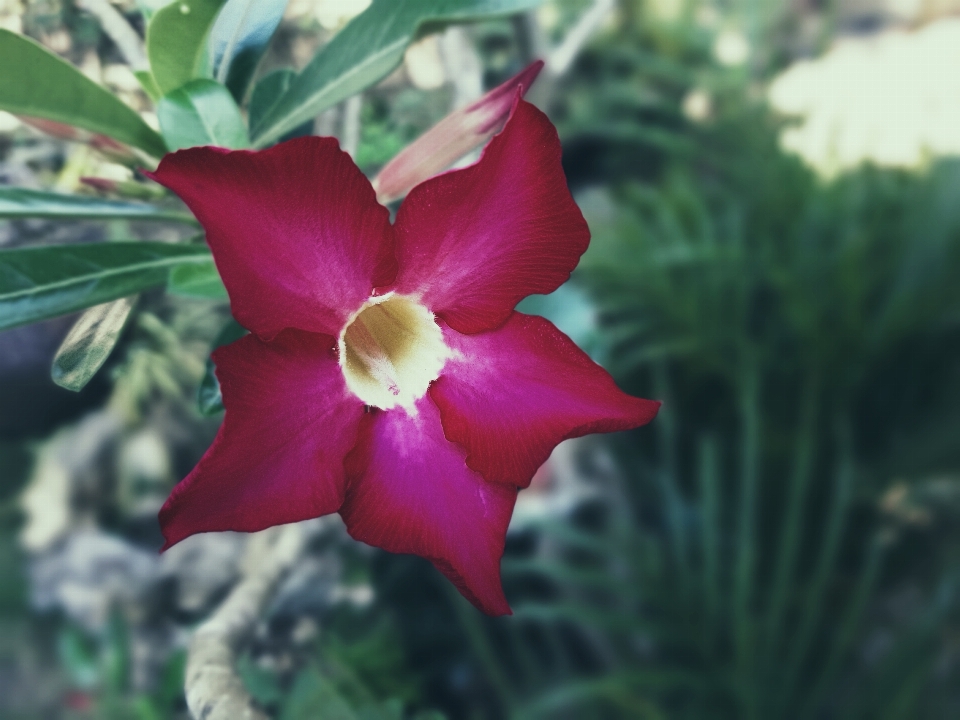 Bunga merah daun tanaman