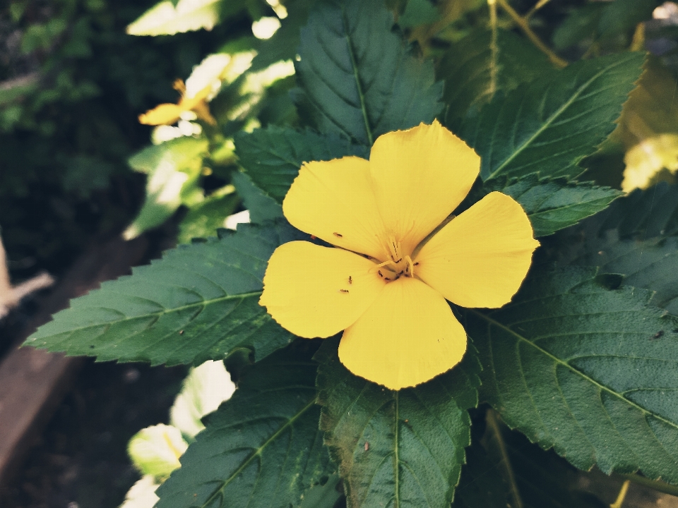 Fleur jaune plante à fleurs
 feuille