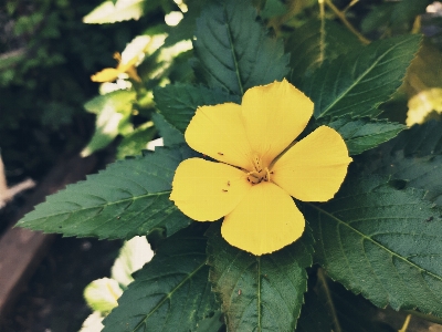 Flower yellow flowering plant leaf Photo