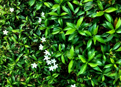 Flower white green plant Photo