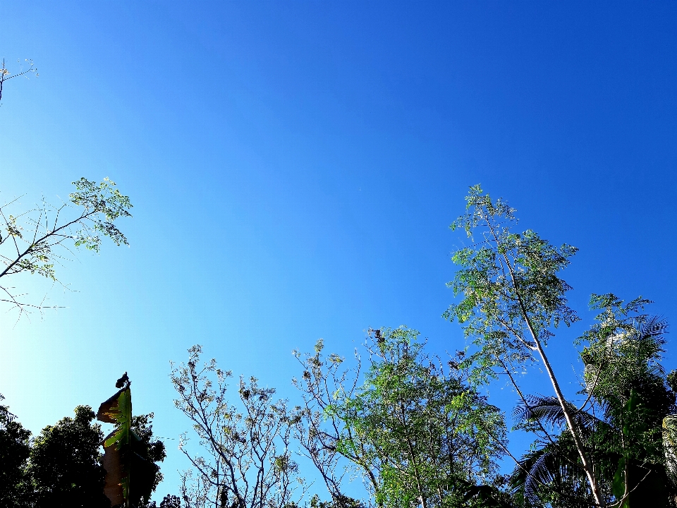 Cielo azul árbol naturaleza