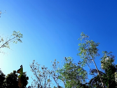 Foto Langit biru pohon alam