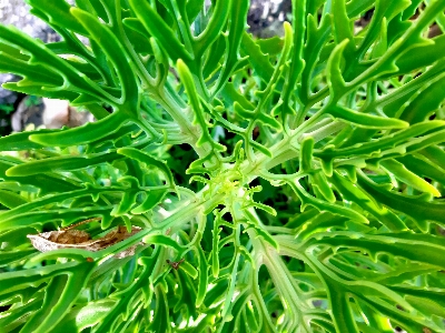 葉 緑 植物 花 写真