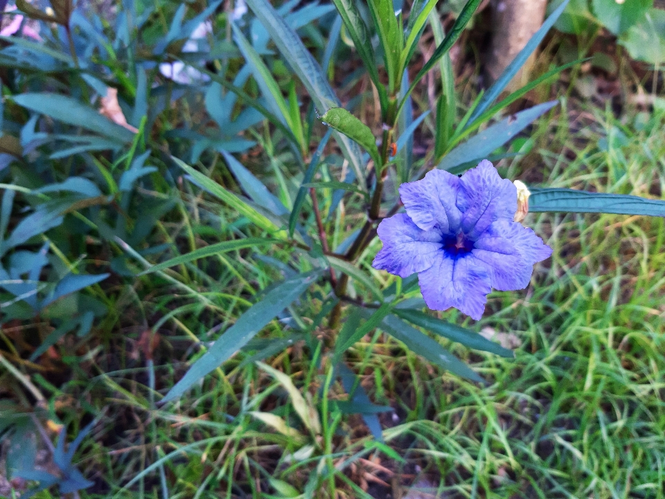 花 蓝色的 墨西哥矮牵牛
 植物