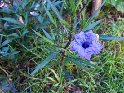 Flower blue mexican petunia plant Photo