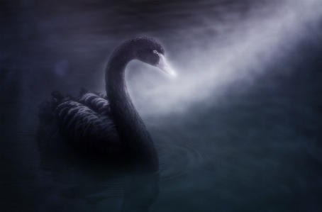 雰囲気 ボケ味
 黒い白鳥
 白鳥座アトラトゥス
 写真