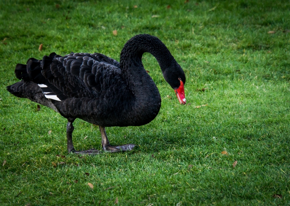 Animales pájaro cisne negro
