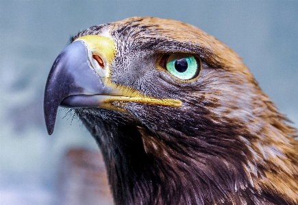 Vogel wirbeltier
 schnabel adler Foto