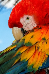 鳥 コンゴウインコ 嘴 オウム 写真