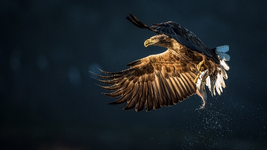 Bird eagle golden of prey Photo