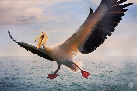 Bird nature beak pelican Photo