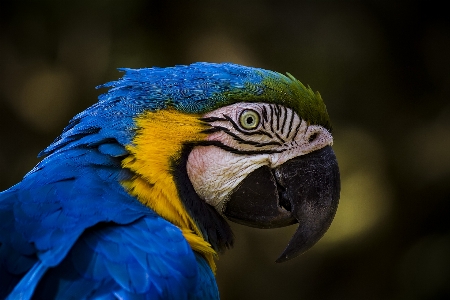 鳥 コンゴウインコ 脊椎動物
 嘴 写真