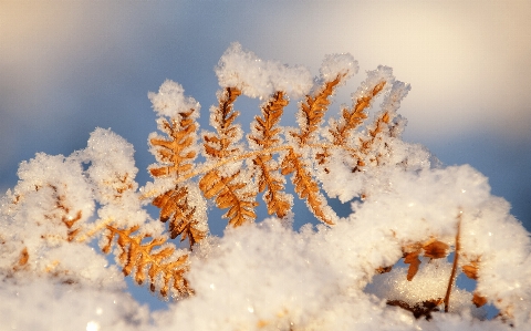 Photo Neige hiver gelé gel