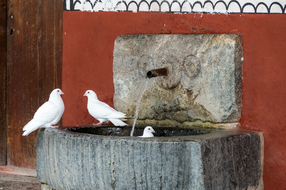 Colombes
 eau oiseau le bec