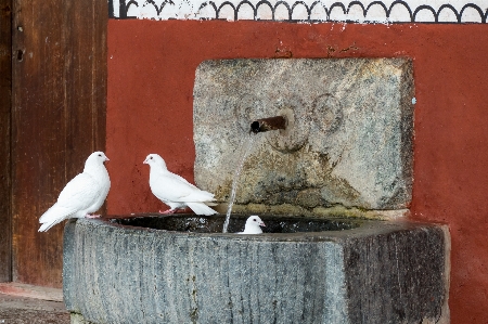 Doves water bird beak Photo